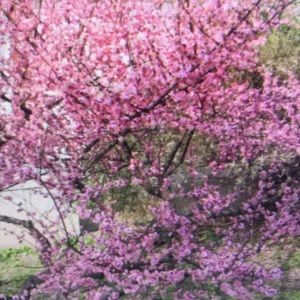 Meet your Posher, Antonio